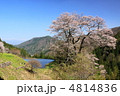 長野県駒つなぎの桜 長野県駒つなぎの桜