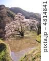 長野県駒つなぎの桜