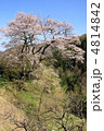 長野県駒つなぎの桜
