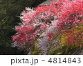 川縁の土手の桜 川縁の土手の桜