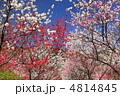 信州の桜のトンネル