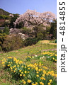 長野県黒船桜