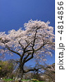 長野県黒船桜