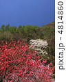 信州の桜 信州の桜