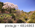 長野県黒船桜