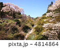 長野県黒船桜 長野県黒船桜