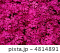 芝桜