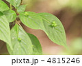 花いかだ