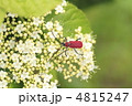 赤色カミキリムシ 赤色カミキリムシ