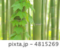 竹林の蔓