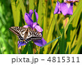 花菖蒲にとまったアゲハ蝶