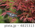 アゲハ蝶