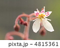 ユキノシタ ユキノシタ