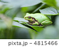 緑の中のアマガエル