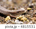 散歩するカナヘビ 散歩するカナヘビ