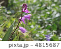 花景色　初夏の川辺
