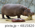 カバ