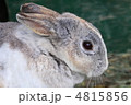 うさぎの横顔 うさぎの横顔