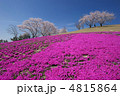 桜 桜