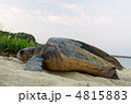 屋久島　産卵後のウミガメ