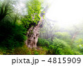 屋久島 雨天時の縄文杉 屋久島 雨天時の縄文杉