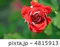 バラの花 バラの花