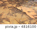 足や手の生えたオタマジャクシ