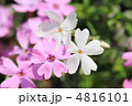シバザクラの花のアップ シバザクラの花のアップ