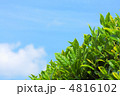 青空と茶の新葉