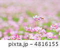 レンゲ草の蜜を集めるミツバチ