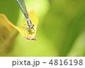 ニホンカワトンボ