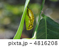 金色に輝くオオゴマダラ蝶のサナギ