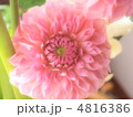 ダリア ダリア