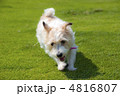 芝生とジャックラッセルテリア