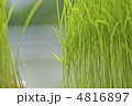 稲の苗