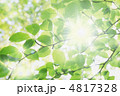 新緑の輝き