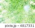 新緑の輝き
