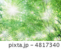 新緑の輝き