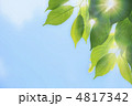 新緑の輝き