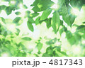 新緑の輝き 新緑の輝き