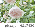 水々しい薄ピンクの薔薇