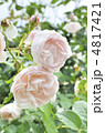 瑞々しいカップ型の薔薇
