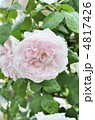 雨あがりの薄ピンク色の薔薇