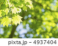 4937404