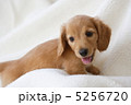 5256720