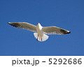 5292686