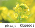 菜の花 5309001