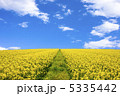 菜の花畑と青空 5335442