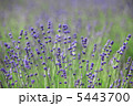 5443700