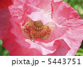 5443751